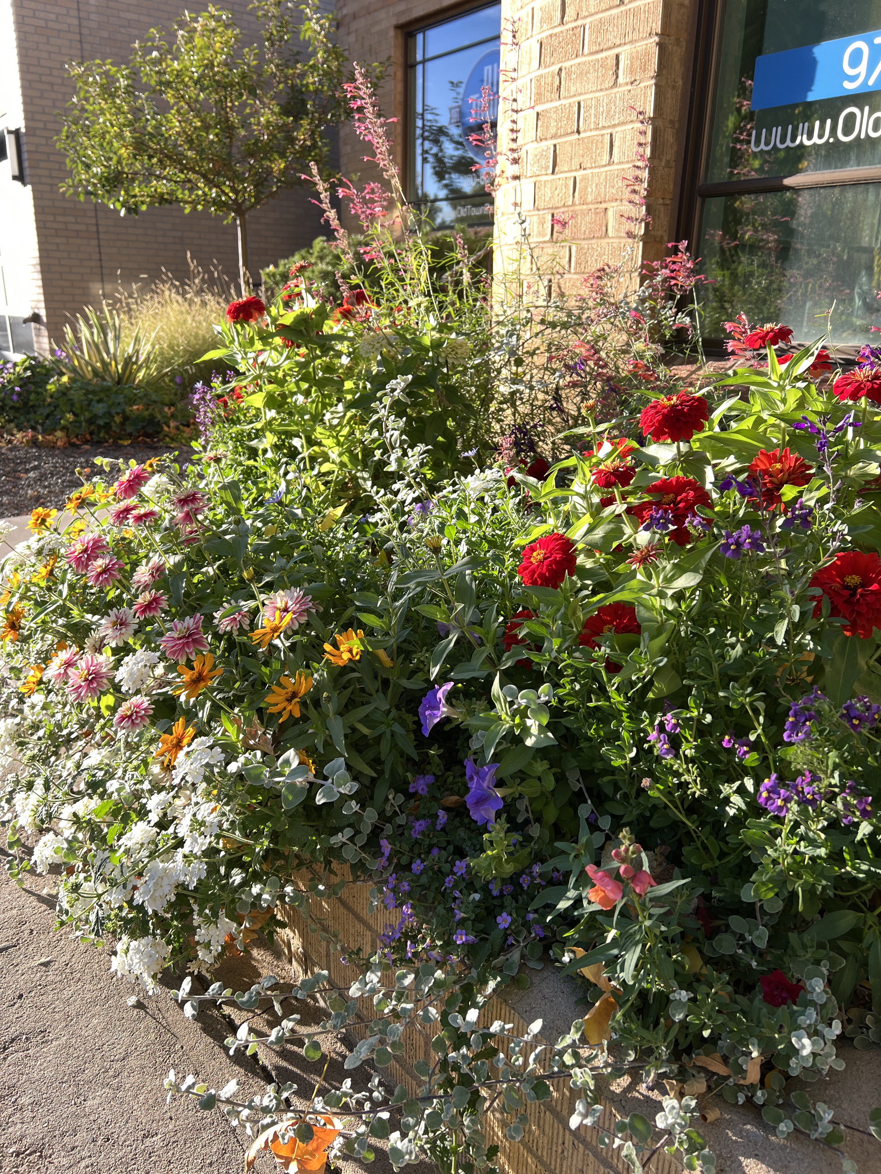 Commercial container garden overflowing with colorful flowers at a Fort Collins storefront