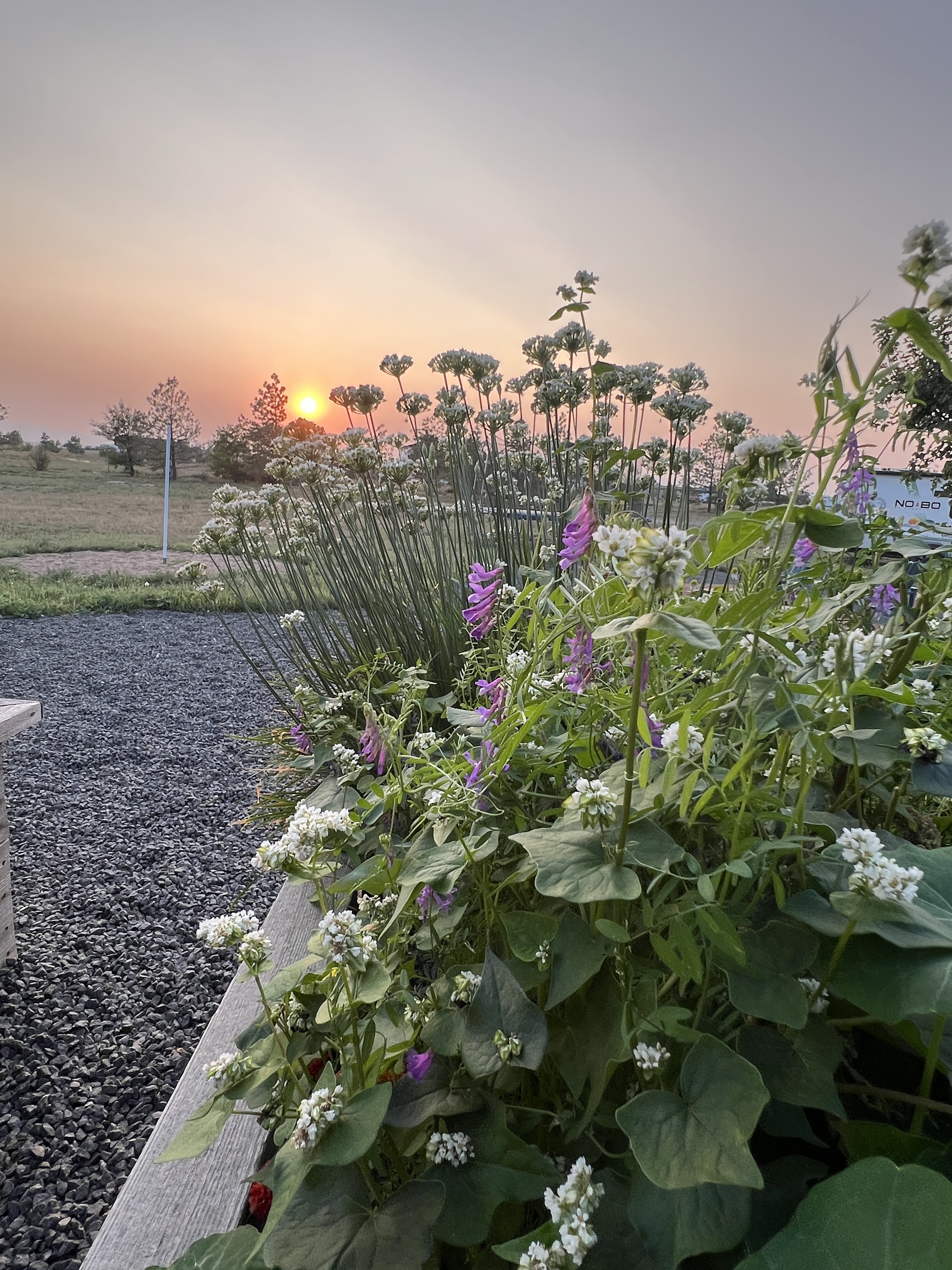 Native plant garden at sunset with lupines and alliums in Fort Collins, Colorado